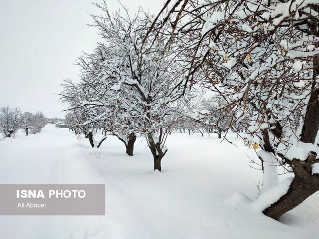 بارش برف در ییلاقات مهریز