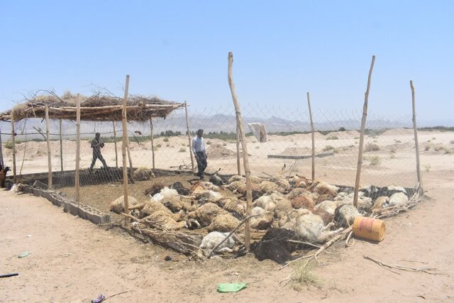 حمله گرگ‌های گرسنه به گله گوسفندان در بهاباد یزد