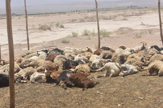 حمله گرگ‌های گرسنه به گله گوسفندان در بهاباد یزد