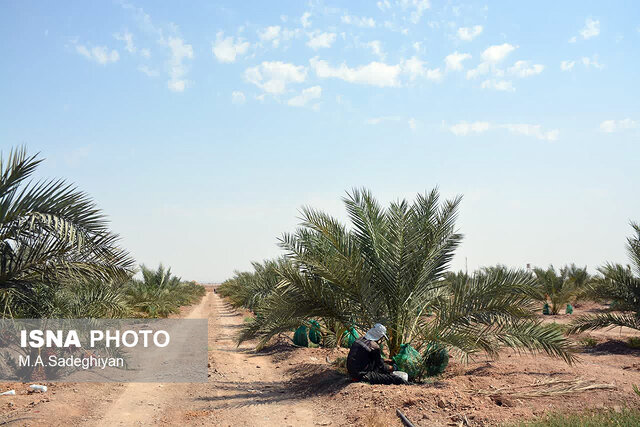 خرما رقیب جدید محصول پسته در باغات اردکان