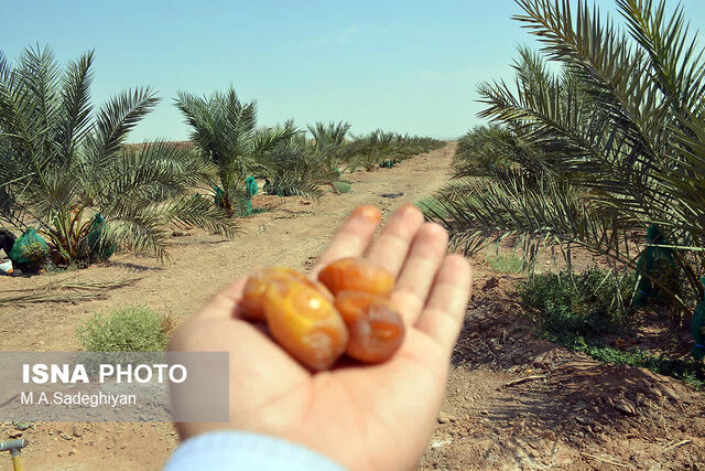 خرما رقیب جدید محصول پسته در باغات اردکان