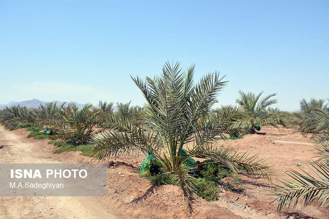 خرما رقیب جدید محصول پسته در باغات اردکان