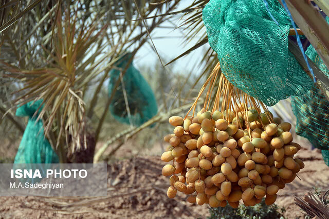 خرما رقیب جدید محصول پسته در باغات اردکان