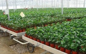 ساماندهی نهالستان‌های قطب تولید نهال کشور در مهریز یزد