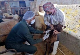 خدمات‌رسانی جهادگران دامپزشکی در مناطق کم‌برخوردار بافق