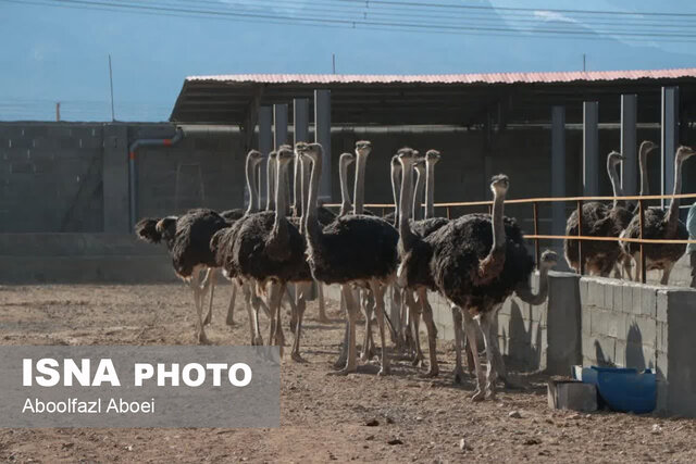 افتتاح ۶۰ طرح عمرانی، خدماتی و صنعتی در مهریز