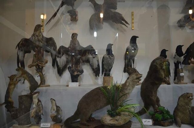 «از ژرف دریاها تا کویر بهاباد» در موزه منحصربفرد یک معلم