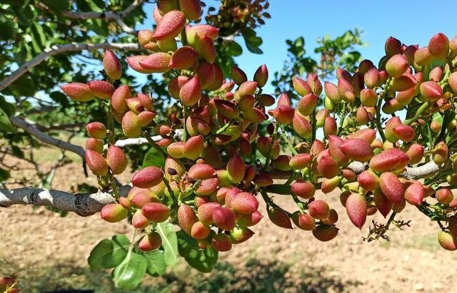 آیا کاشت پسته در ایلام رونق می‌گیرد؟‌