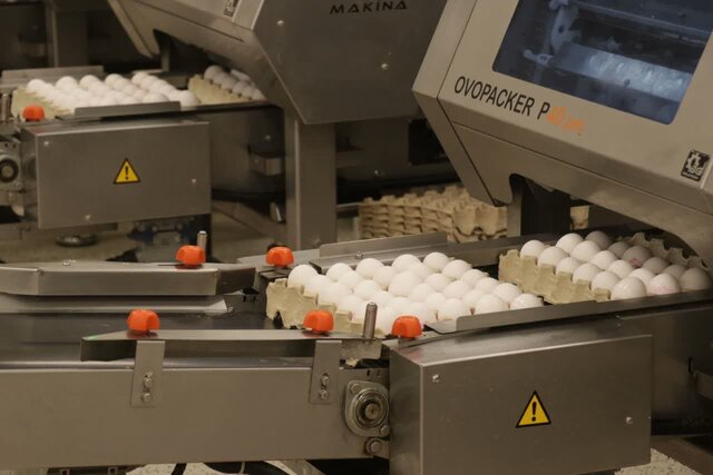 افزایش ۸۰۰۰ تنی تولید تخممرغ در یزد