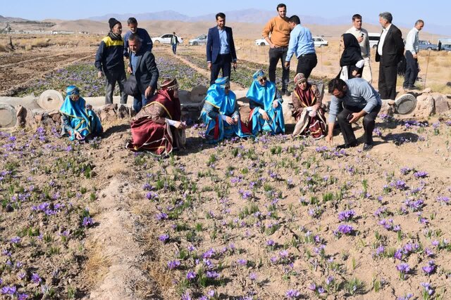 زعفران بهاباد؛ همچنان محروم از بخش فرآوری و برند مناسب