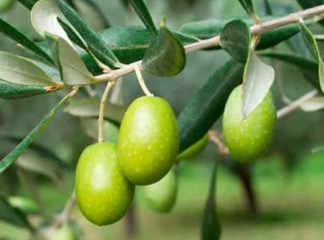 باغات زیتون؛ کمربند سبز استان یزد باغات زیتون؛ کمربند سبز استان یزد