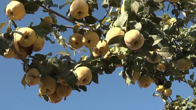 آغاز برداشت میوه «به» از باغات «بهآباد» یزد آغاز برداشت میوه «به» از باغات «بهآباد» یزد