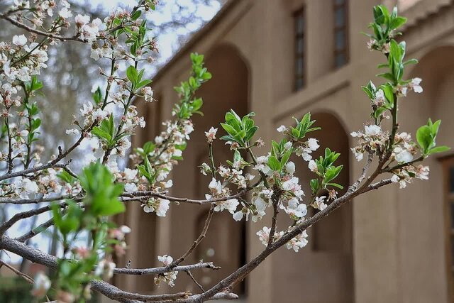 طراوت بهار ۱۴۰۴ در باغ جهانی پهلوان‌پور مهریز