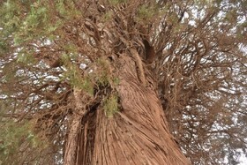 سرو کهنسال نصرت‌آباد شاهدیه در یزد ثبت ملی شد