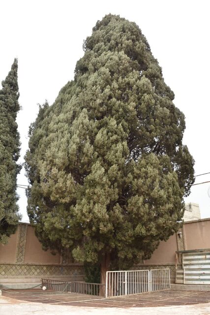 سرو کهنسال نصرت‌آباد شاهدیه در یزد ثبت ملی شد