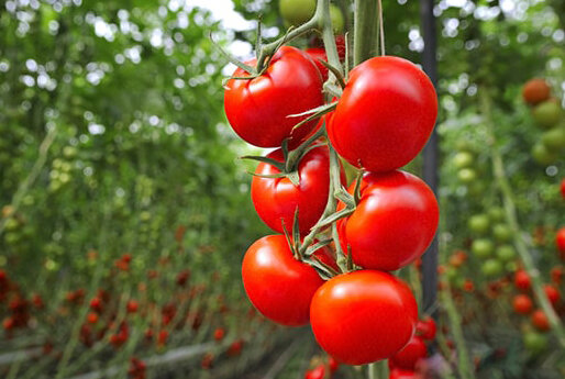 ۶۰ درصد تولیدات گلخانه‌ای یزد به سایر کشورها صادر می‌شود