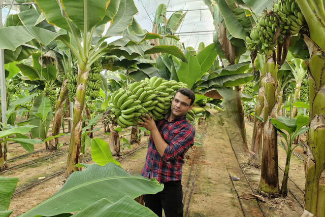 کشت بیش از ۵۰ هزار مترمربع موز در گلخانه‌های یزد