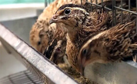 تولید حدود ۶۰ درصد گوشت بلدرچین کشور در یزد/بلدرچین همچنان پتانسیل سرمایه‌گذاری دارد