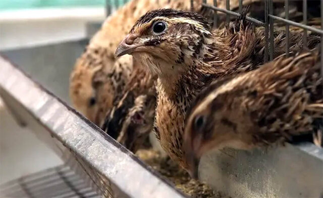 تولید حدود ۶۰ درصد گوشت بلدرچین کشور در یزد/بلدرچین همچنان پتانسیل سرمایه‌گذاری دارد