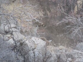 پلنگ مهمان جنگل‌های باغ شادی یزد شد