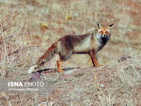 رئیس محیط زیست بافق: مشاهده حیوانات وحشی در محیط‌های انسانی طبیعی است