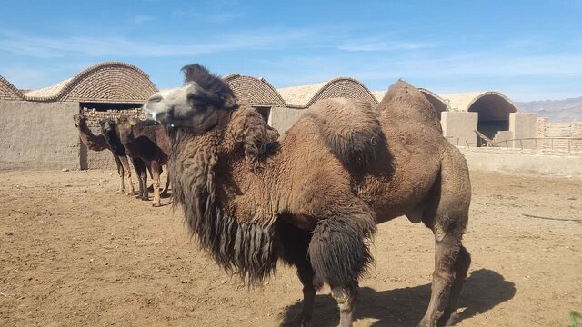 تداوم طرح اصلاح نژاد شترهای بومی بهاباد یزد با خرید یک لوک دوکوهانه