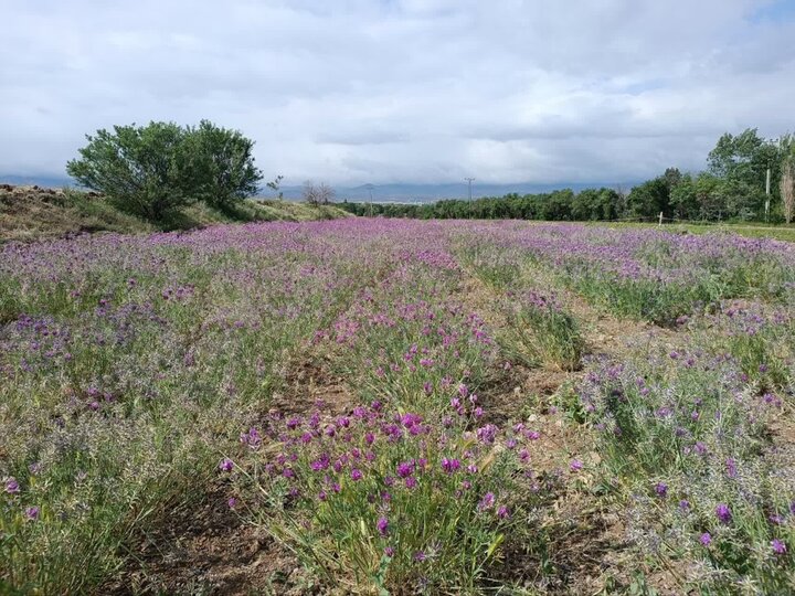 شناسایی جمعیت‌های برتر گون‌های علوفه‌ای؛ راهکاری برای احیای مراتع تخریب‌ شده