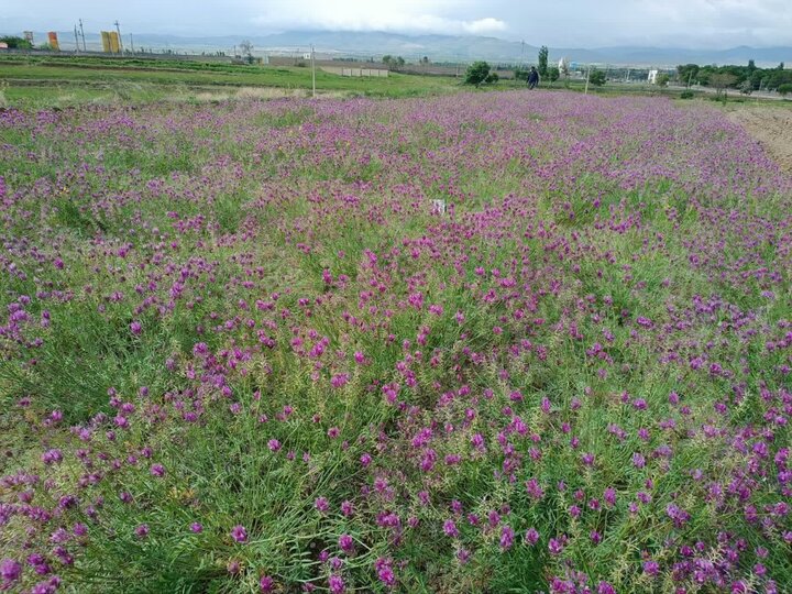 شناسایی جمعیت‌های برتر گون‌های علوفه‌ای؛ راهکاری برای احیای مراتع تخریب‌ شده