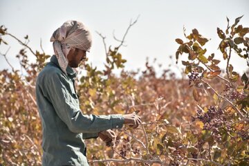 قطع‌ و وصل مکرر برق و قبوض نجومی، باغداران را در تنگنا قرار داده است