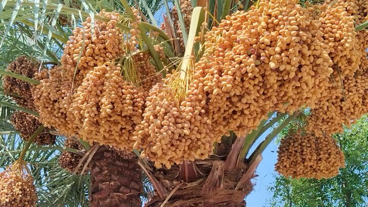 تغییرات اقلیمی؛ فرصت و تهدید پیش‌روی توسعه نخلستان‌های زارچ
