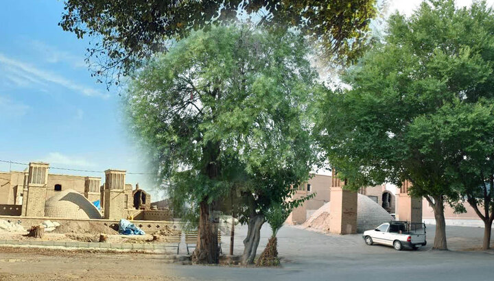 حراج تنومندان تاریخ در کویر؛ درختان کهنسال گردفرامرز را چه کسانی قطع کردند؟