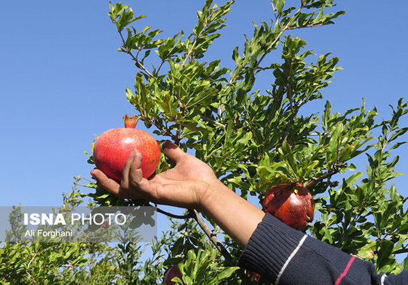 طارم، پایلوت اجرای طرح منظومه توسعه پایدار روستایی