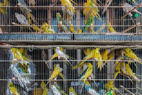 ممنوعیت خرید و فروش پرنده در شهرستان خرم‌دره