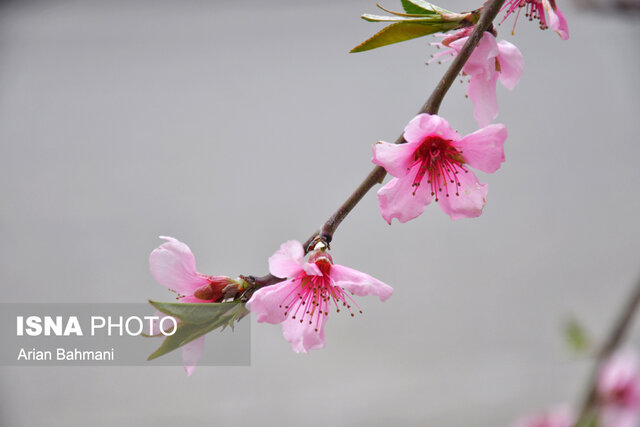 عکس تزئینی است شهردار: ابهر در آستانه بهار آماده استقبال از میهمانان نوروزی میشود
