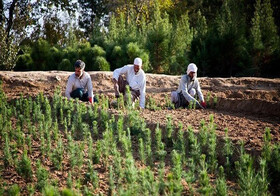 نهالستان کوشکن زنجان بزرگ‌ترین تولیدکننده نهال شمال‌غرب کشور