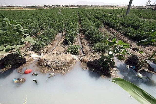 سبزی آلوده یک از عوامل شیوع آلتور است