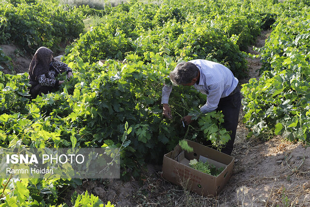 تحقق ۸۴ درصدی پرداخت تسهیلات مکانیزاسیون در زنجان