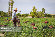 مرحله پایانی رهاسازی عوامل کنترل بیولوژیک در ۷۰۰ هکتار از مزارع گوجه‌فرنگی زنجان