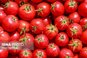 بهبود بازار گوجه‌فرنگی با هماهنگی میادین 