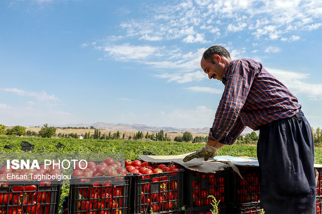 مشکل گوجه کاران بوشهری چند روز آینده برطرف شود
