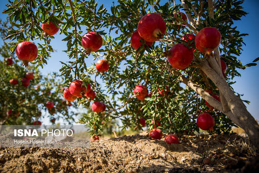 یاقوت سرخ طارم در راه بازار