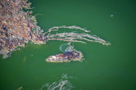 مرگ ماهی های سد سهرین