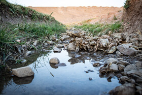 مرگ ماهی های سد سهرین