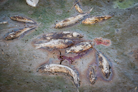 مرگ ماهی های سد سهرین