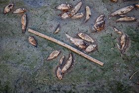 مرگ ماهی های سد سهرین