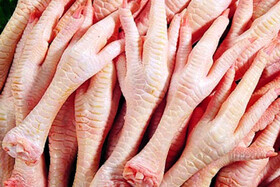 افزایش قیمت آلایش مرغ در زنجان