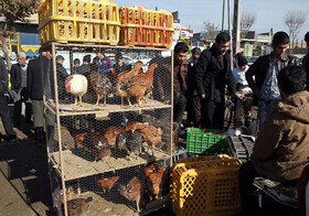 زنده فروشی؛ خطری جدی برای شیوع آنفلوانزای پرندگان