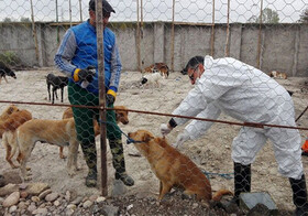 واکسیناسیون بیش از ۲۰۰۰ قلاده سگ علیه بیماری هاری در زنجان