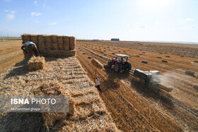 پیش‌بینی خرید تضمینی ۳۶۰ هزارتن گندم در استان زنجان