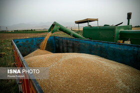 تخصیص بیش از ۱۷۰۰ تن گندم به کارخانجات آردسازی زنجان